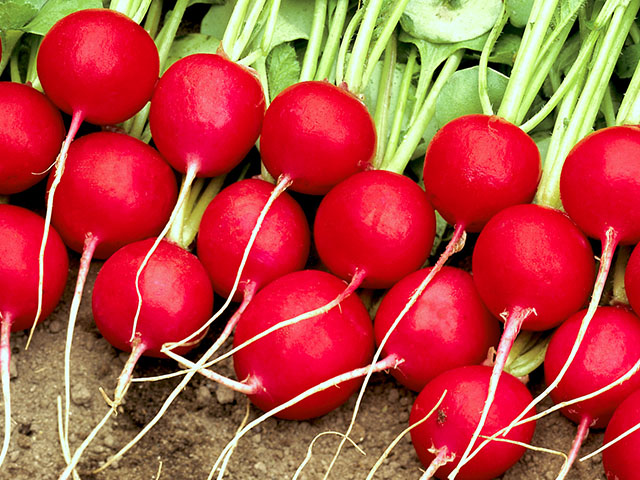 radishes-bunch